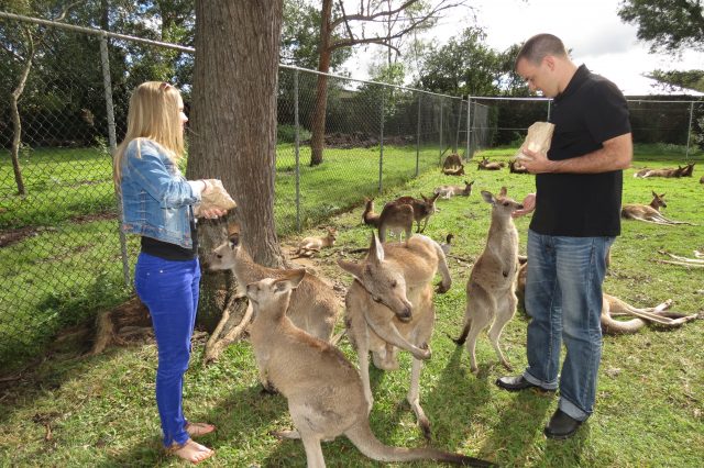 Kangaroos, Koalas and a Birthday at the Beach