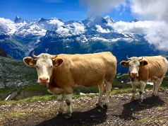 Hike, Bike, and Kayak Interlaken, Switzerland All for a Small Fortune