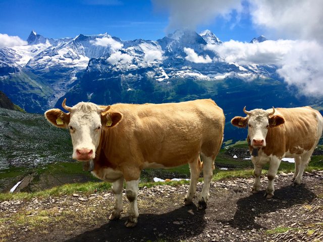 Hike, Bike, and Kayak Interlaken, Switzerland All for a Small Fortune
