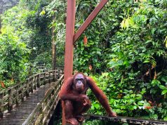 Backpacking through Malaysian Borneo: Second stop, Orangutans in Sepilok!