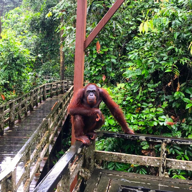 Backpacking through Malaysian Borneo: Second stop, Orangutans in Sepilok!