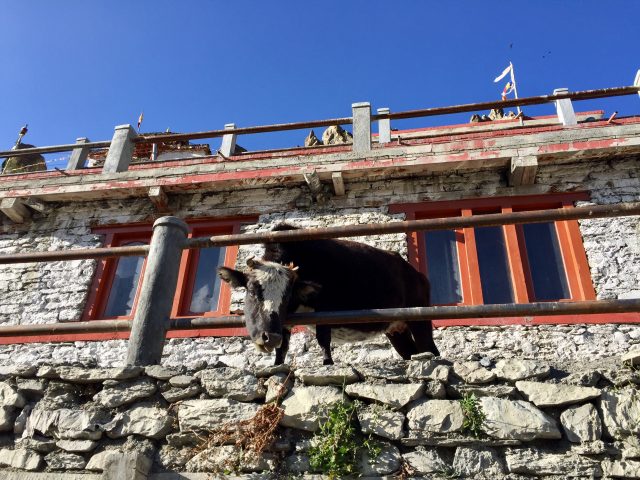 Trekking the Annapurna Circuit: 20 Questions I Should Have Asked (Part 2)